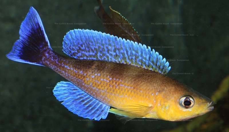 Cyprichromis sp. 'leptosoma jumbo' Livua